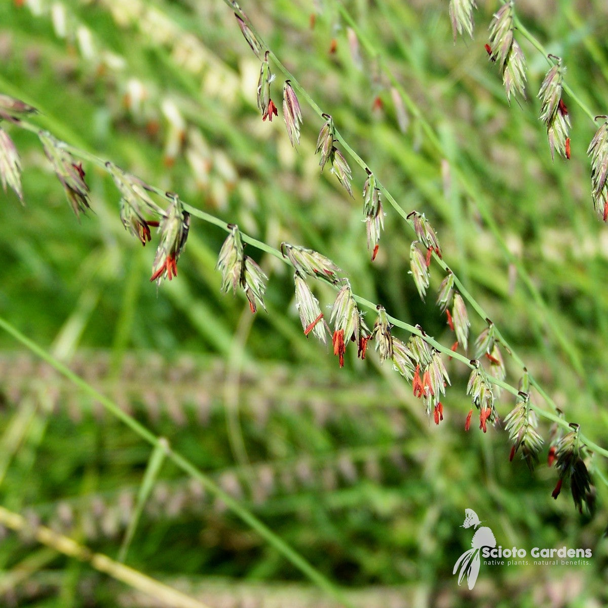 Bouteloua curtipendula (Sideoats Grama) - 1 gal