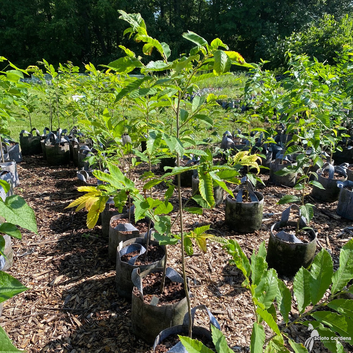 Castanea dentata (American Chestnut) - QT