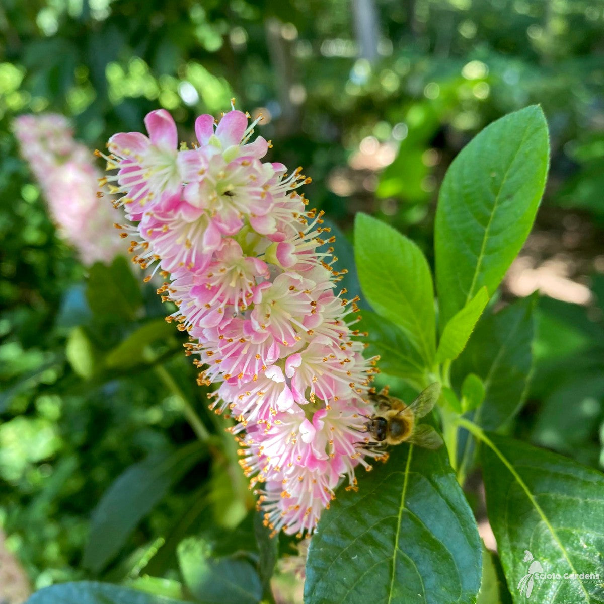 Clethra alnifolia 'Ruby Spice' (Ruby Spice' Summersweet) - 3 gal