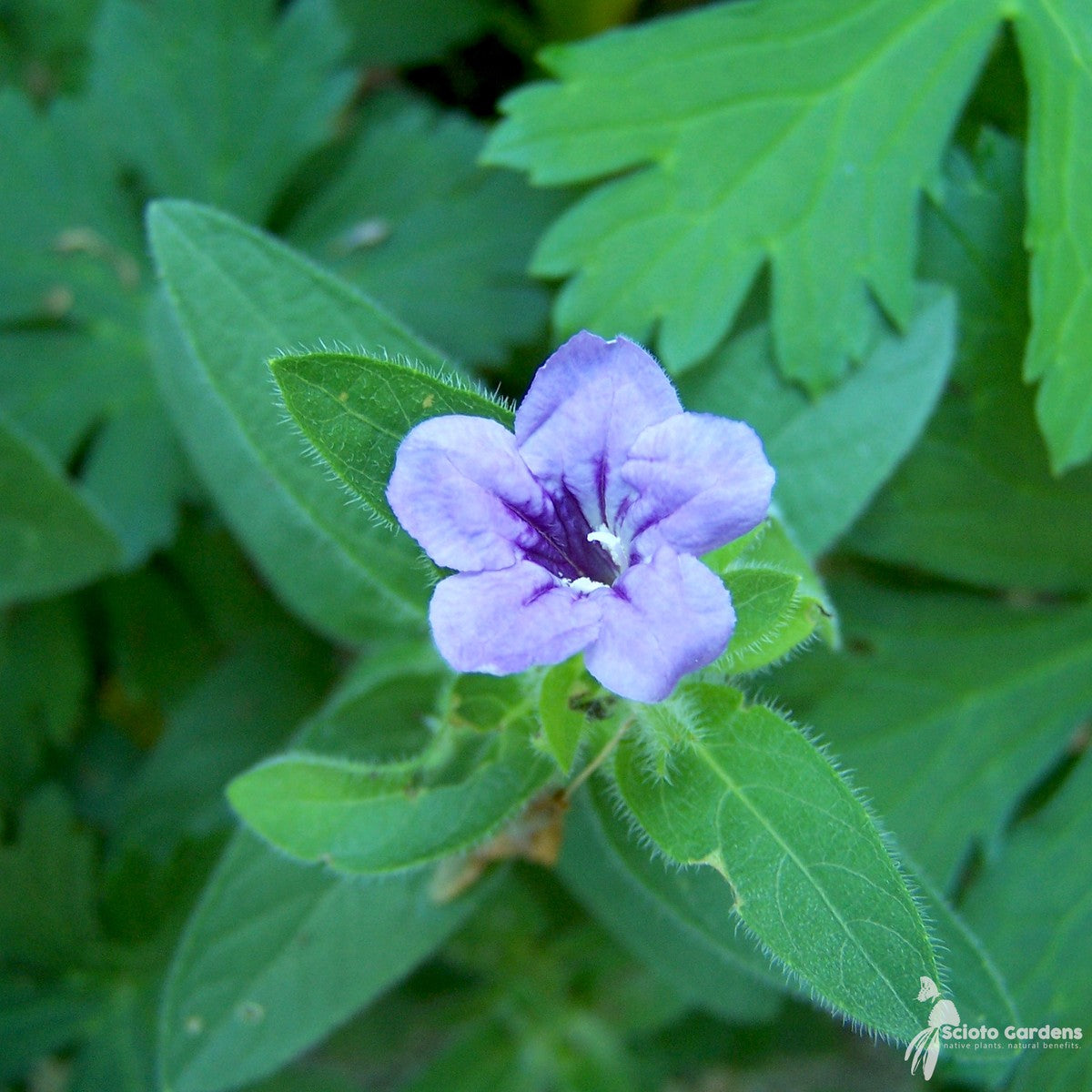 Ruellia humilis (Wild Petunia) - 3QT