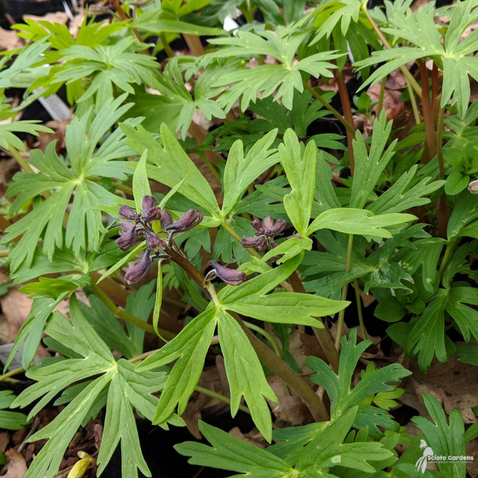 Delphinium tricorne (Dwarf Larkspur) - 1 gal