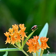 Asclepias tuberosa (Butterfly Weed) - QT