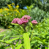 Asclepias incarnata (Pink Swamp Milkweed) - 2 gal
