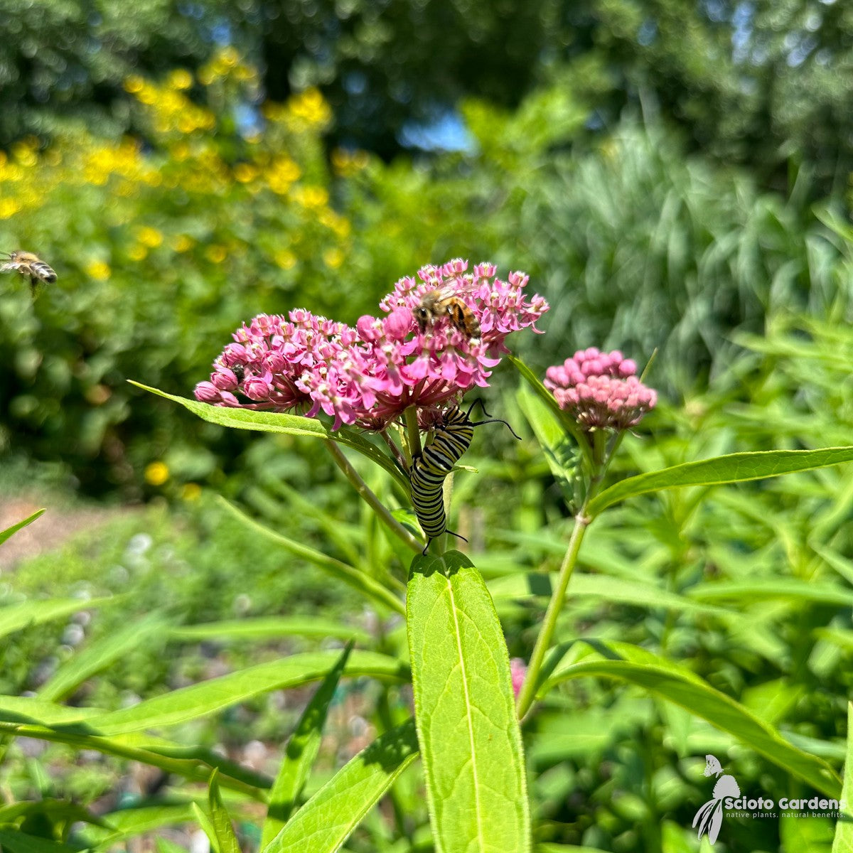 Asclepias incarnata (Pink Swamp Milkweed) - 2 gal