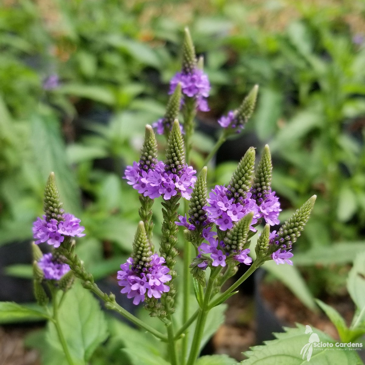 Verbena hastata (Blue Vervain) - 2 gal