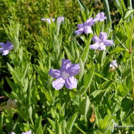 Ruellia humilis (Wild Petunia) - QT