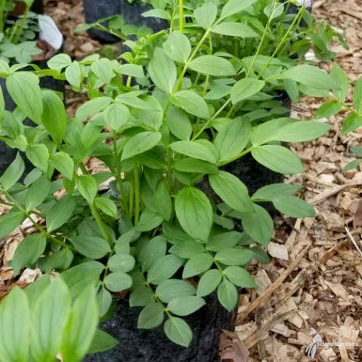 Polemonium reptans (Jacobs Ladder) - 1 gal