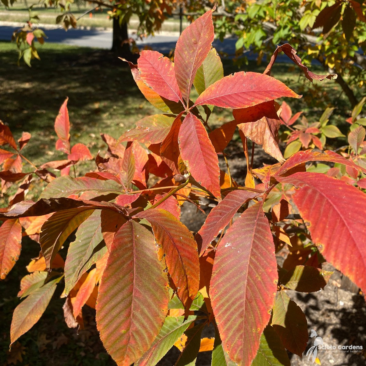 Aesculus glabra (Ohio Buckeye) - QT