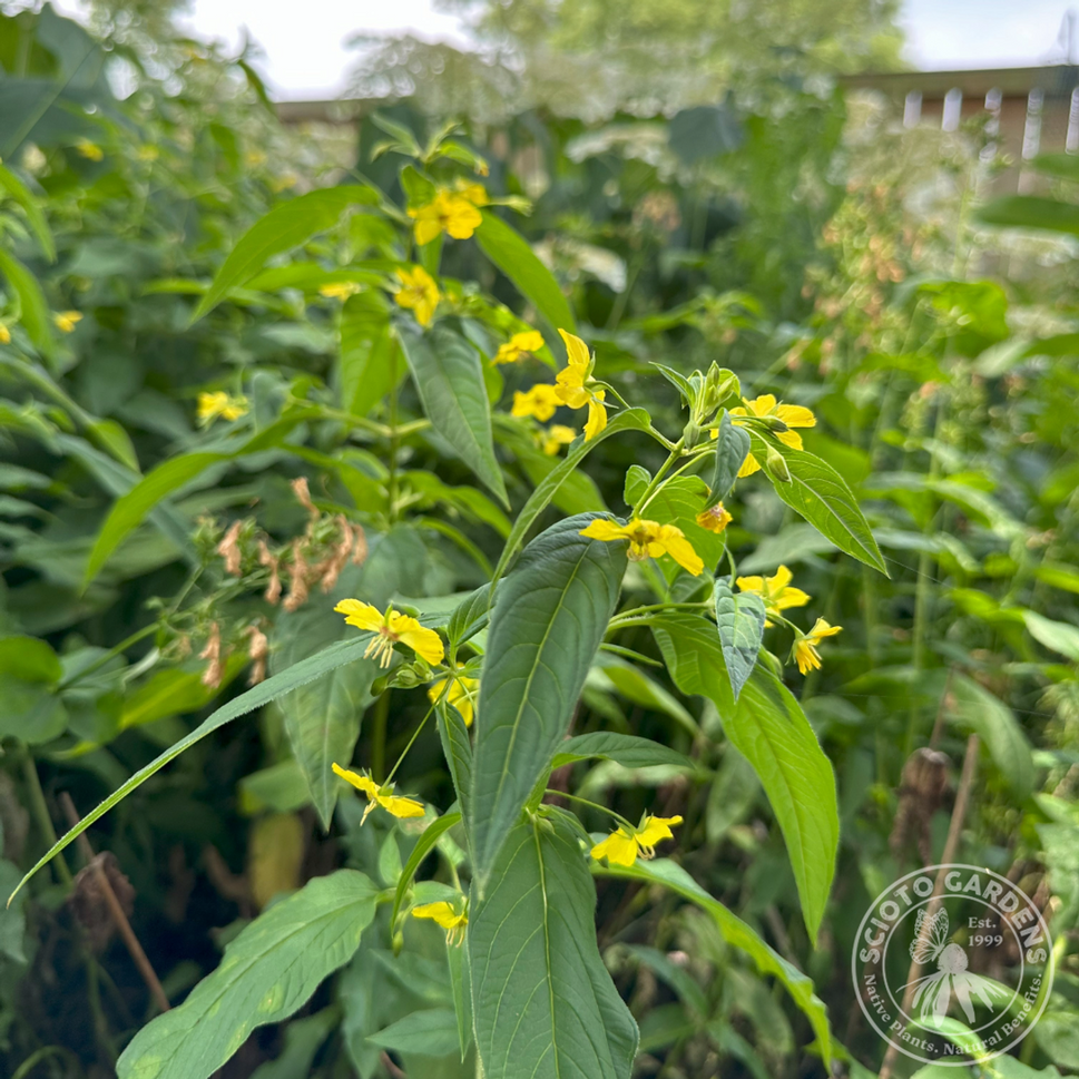 Lysimachia ciliata (Fringed Loosestrife) - 2 gal