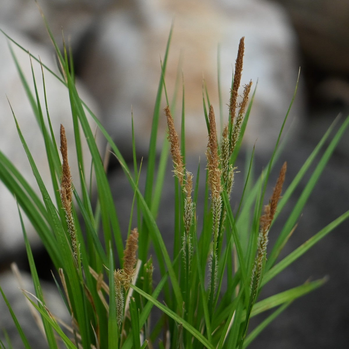 Carex stricta (Tussock Sedge) - 1 gal