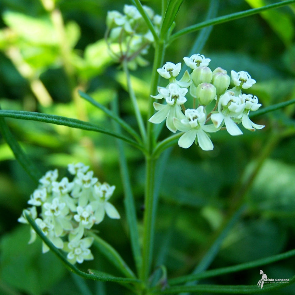 Asclepias verticillata (Horsetail Milkweed) - QT