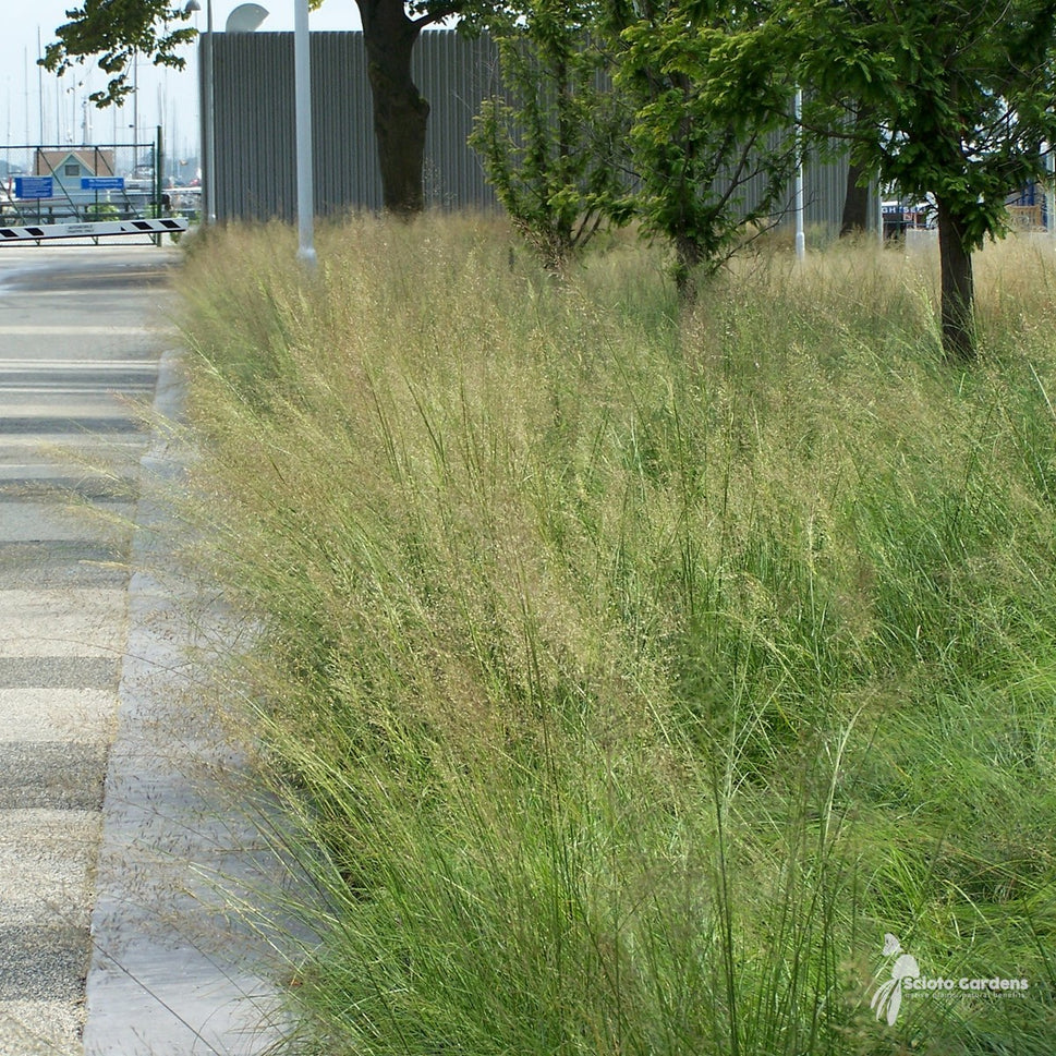 Sporobolus heterolepis (Prairie Dropseed) - 1 gal