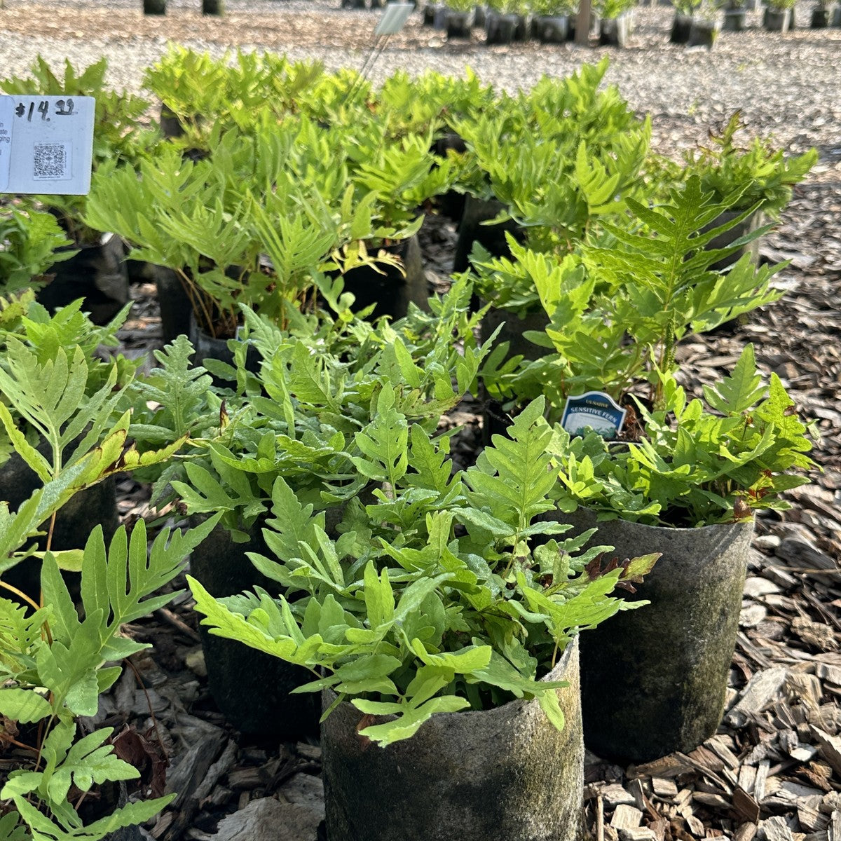 Onoclea sensibilis (Sensitive Fern) - 3QT