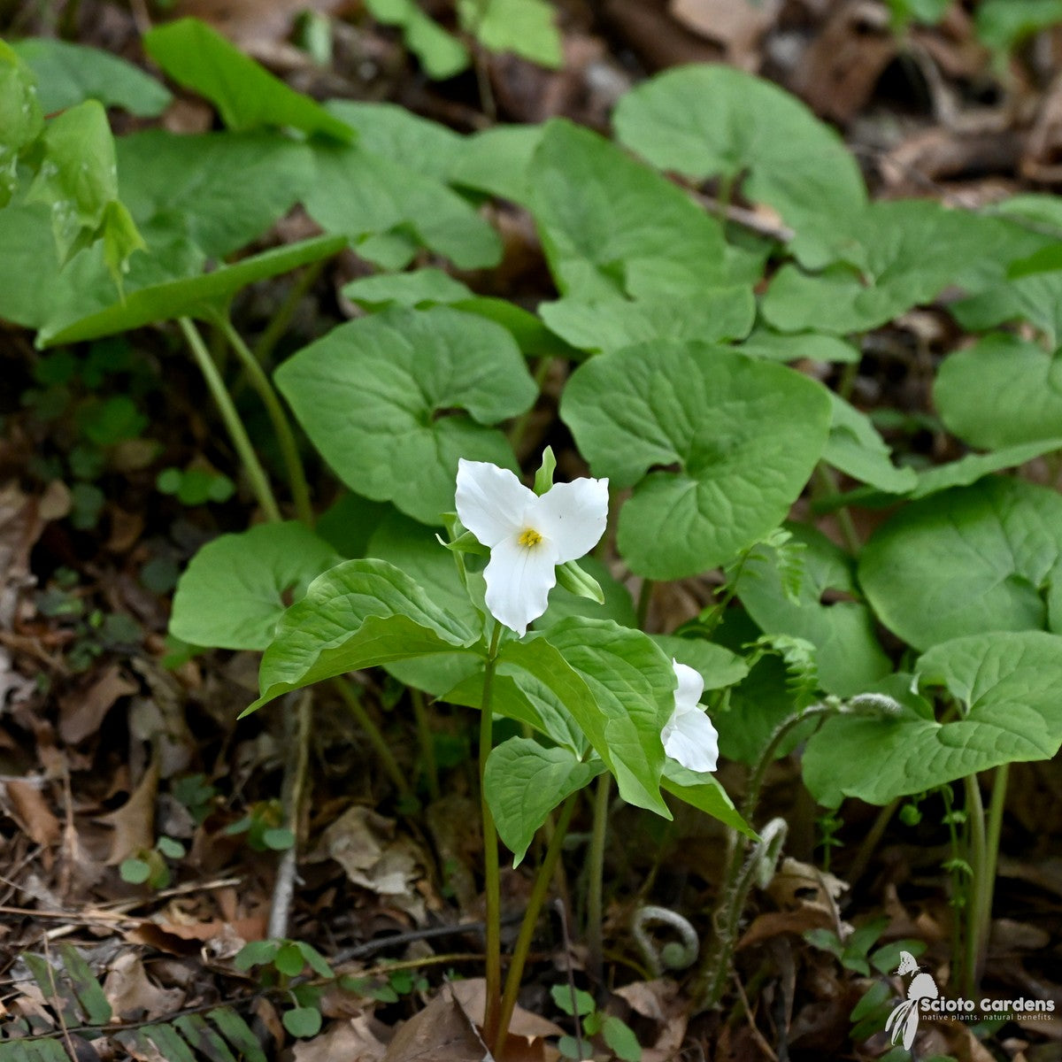 Trillium grandiflorum (Great White Trillium) - 3QT