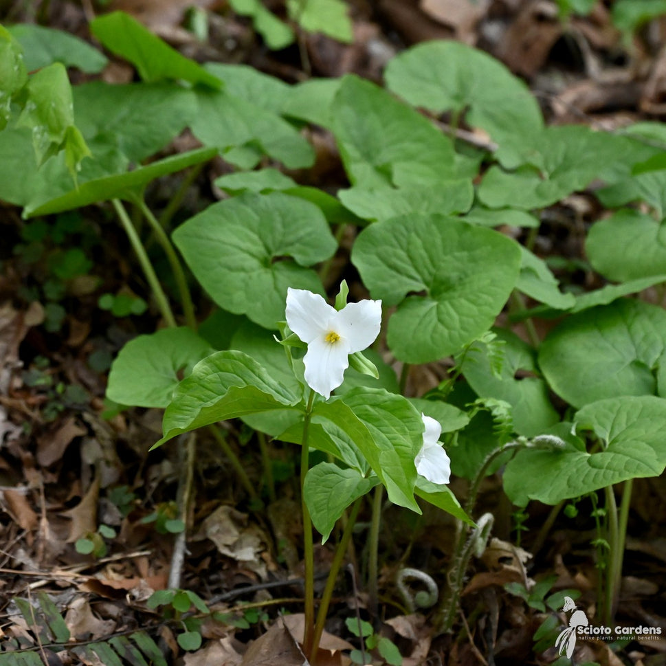 Trillium grandiflorum (Great White Trillium) - 3QT
