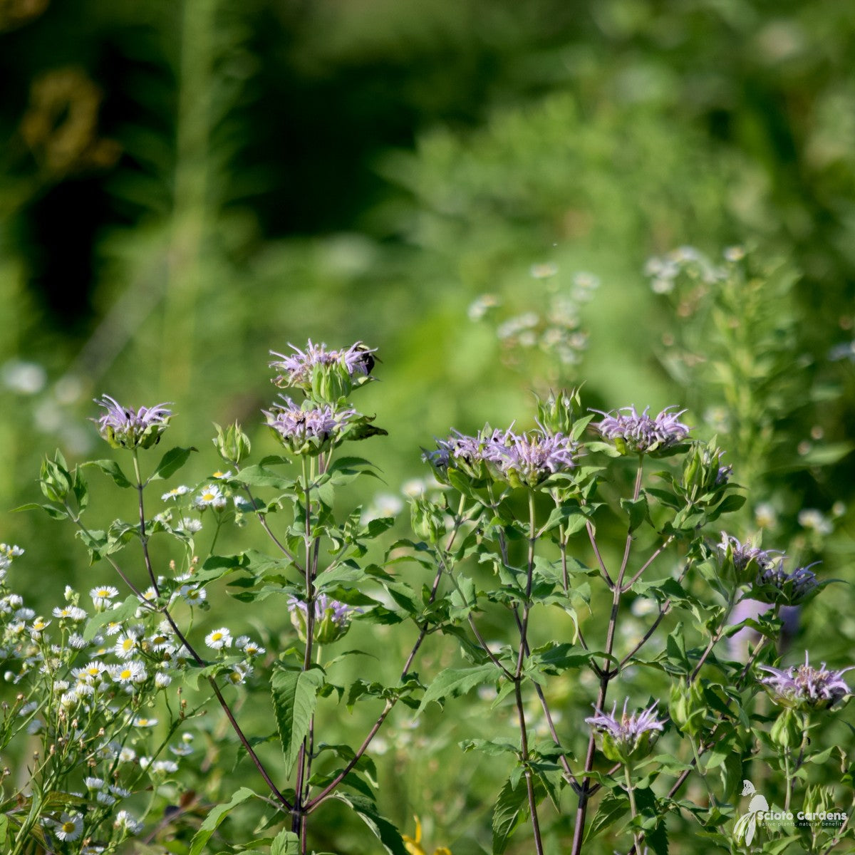 Monarda fistulosa (Wild Bergamot) - 1 gal