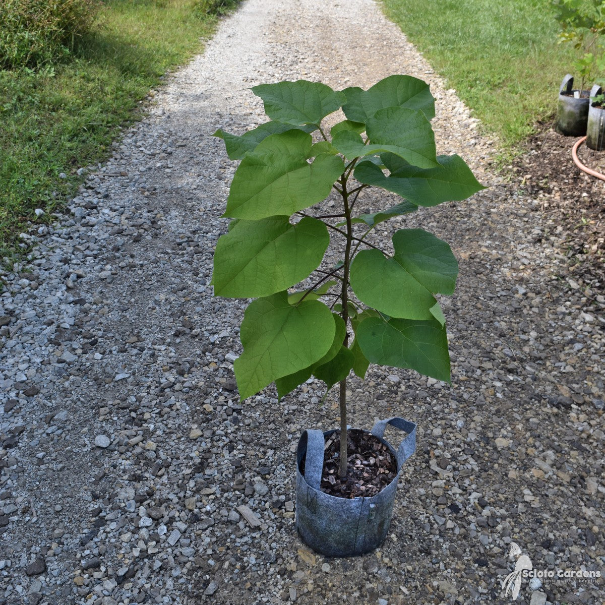 Catalpa speciosa (Northern Catalpa) - 3 gal