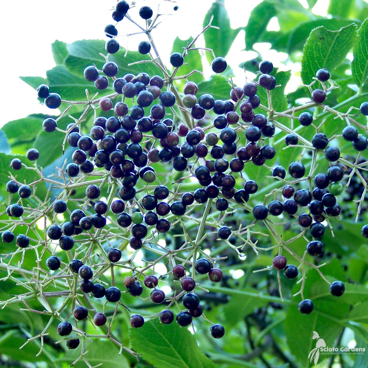 Sambucus canadensis (American Elderberry) - 3 gal