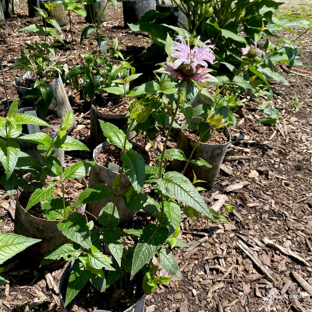 Monarda bradburiana (Eastern Bee Balm) - 1 gal