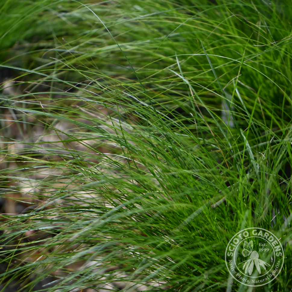 Carex appalachica (Appalachian Sedge) - 1 gal