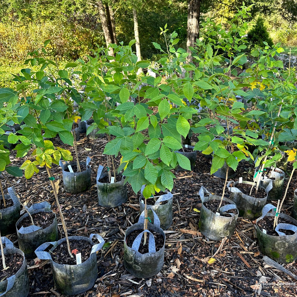Ptelea trifoliata (Hop Tree) - 1 gal