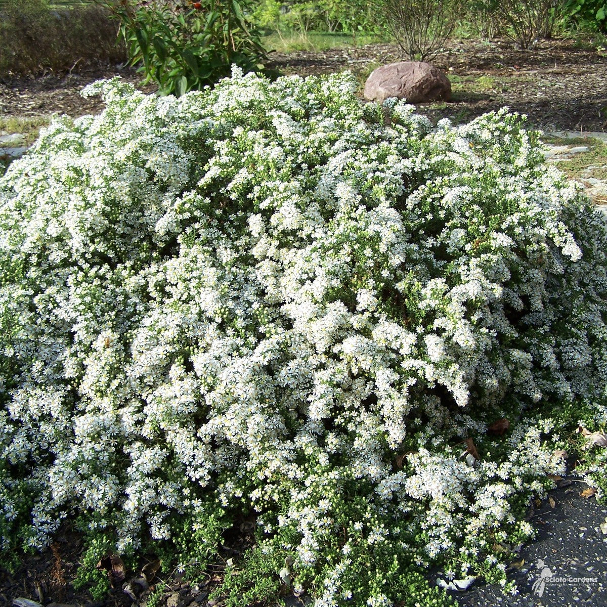 Aster ericoides 'Snow Flurry' ('Snow Flurry' Heath Aster) - 3QT