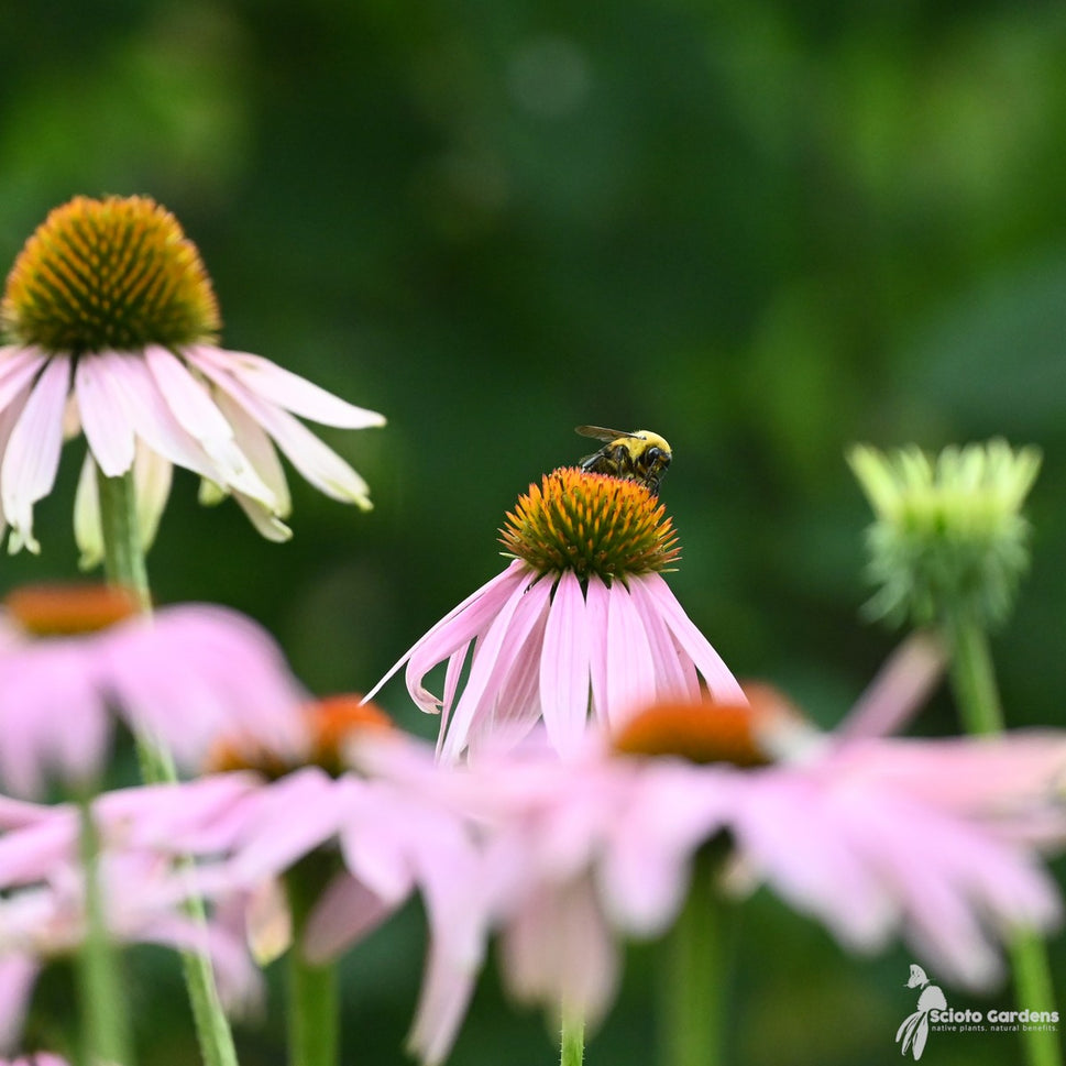 Echinacea purpurea (Purple Coneflower) - 1 gal
