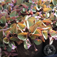 Viola walteri 'Silver Gem' ('Silver Gem' Walter's Violet) - QT