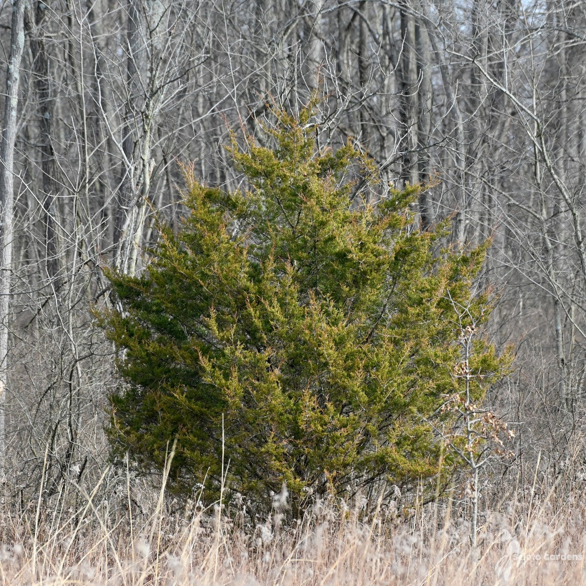 Juniperus virginiana (Eastern Red Cedar) - 3 gal