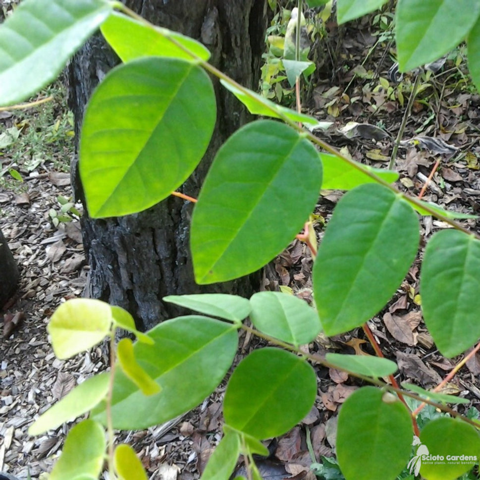 Gymnocladus dioicus (Kentucky Coffeetree) - 5 gal