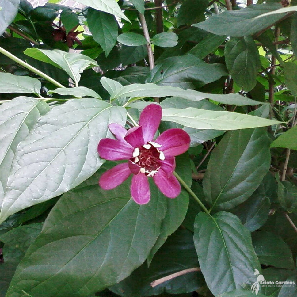 Calycanthus floridus (Sweetshrub) - 3 gal