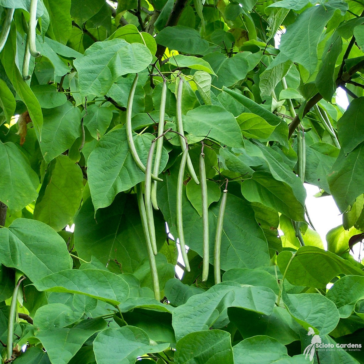 Catalpa speciosa (Northern Catalpa) - 3 gal