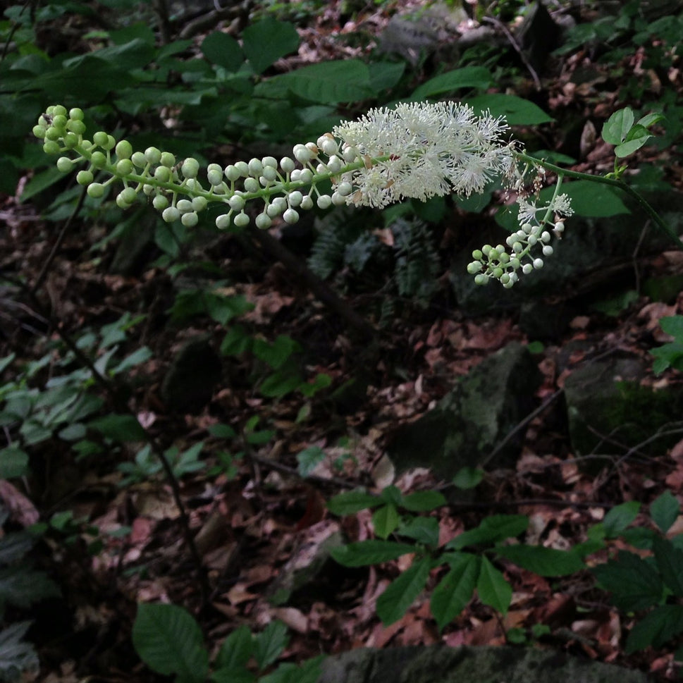Actaea [Cimicifuga] racemosa (Black Cohosh, Snakeroot) - 2 gal