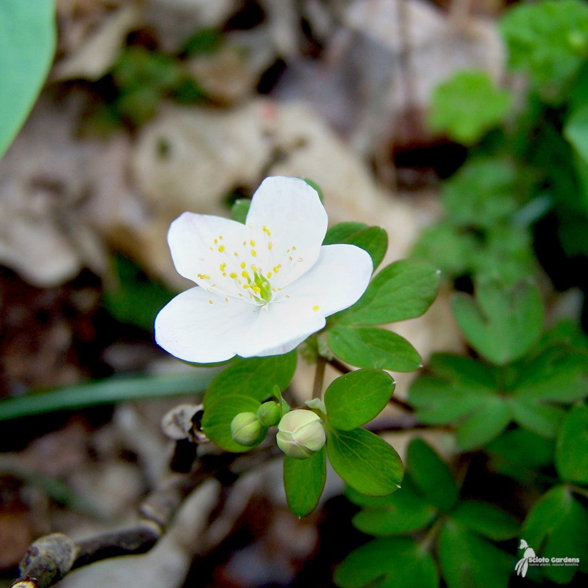 Anemonella thalictroides (Rue Anemone) - QT