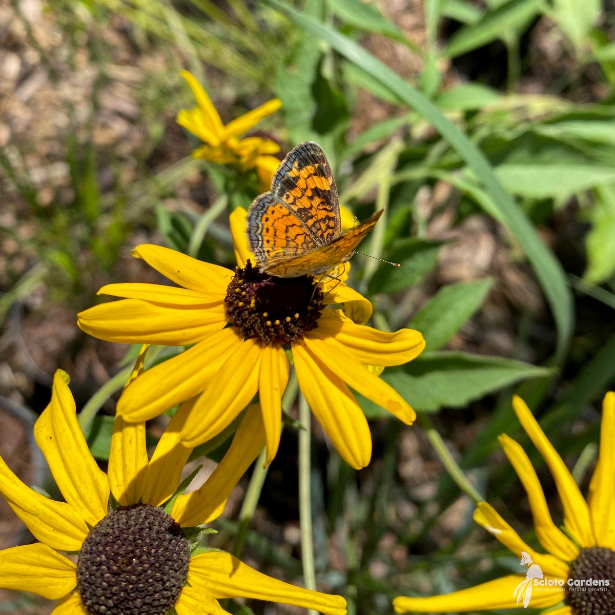 Rudbeckia subtomentosa (Sweet Coneflower) - 2 gal