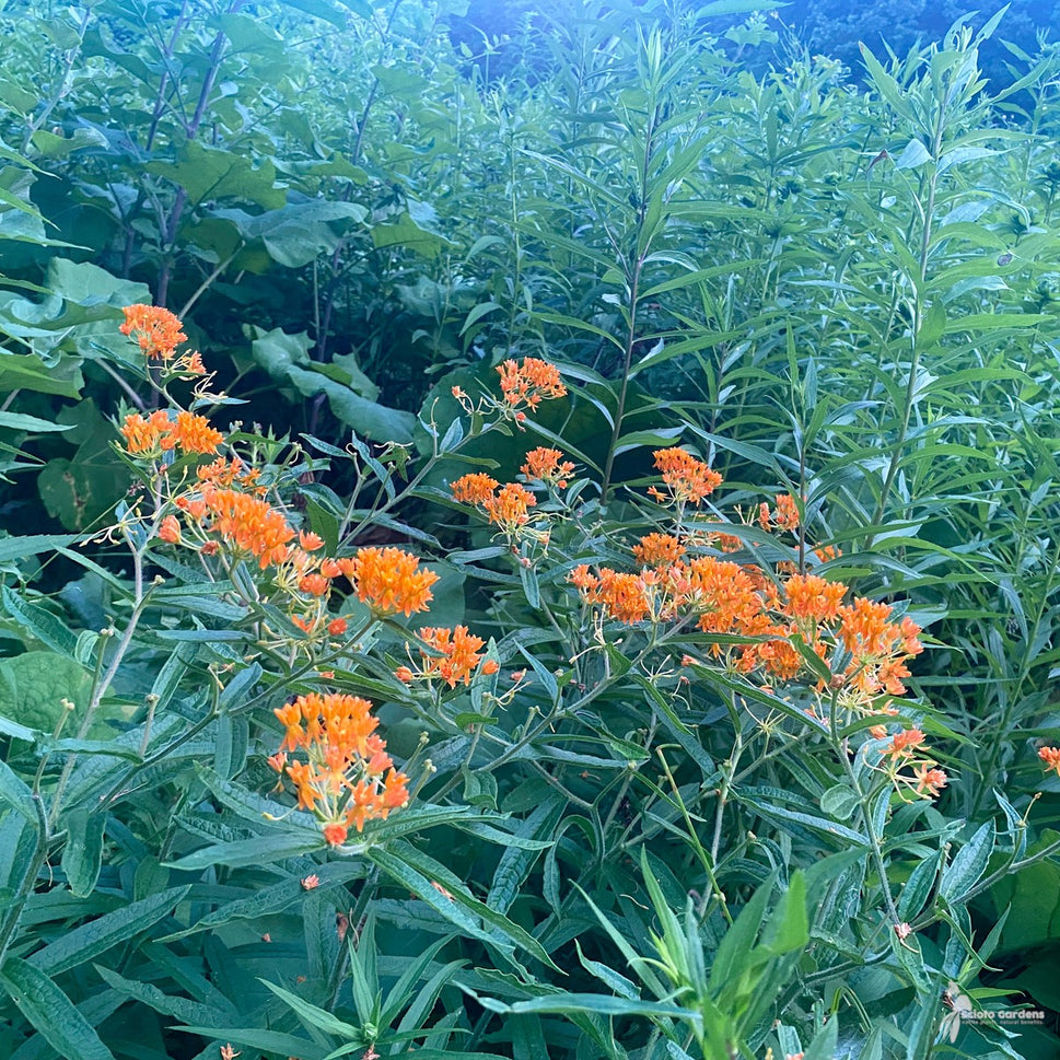 Asclepias tuberosa (Butterfly Weed) - QT