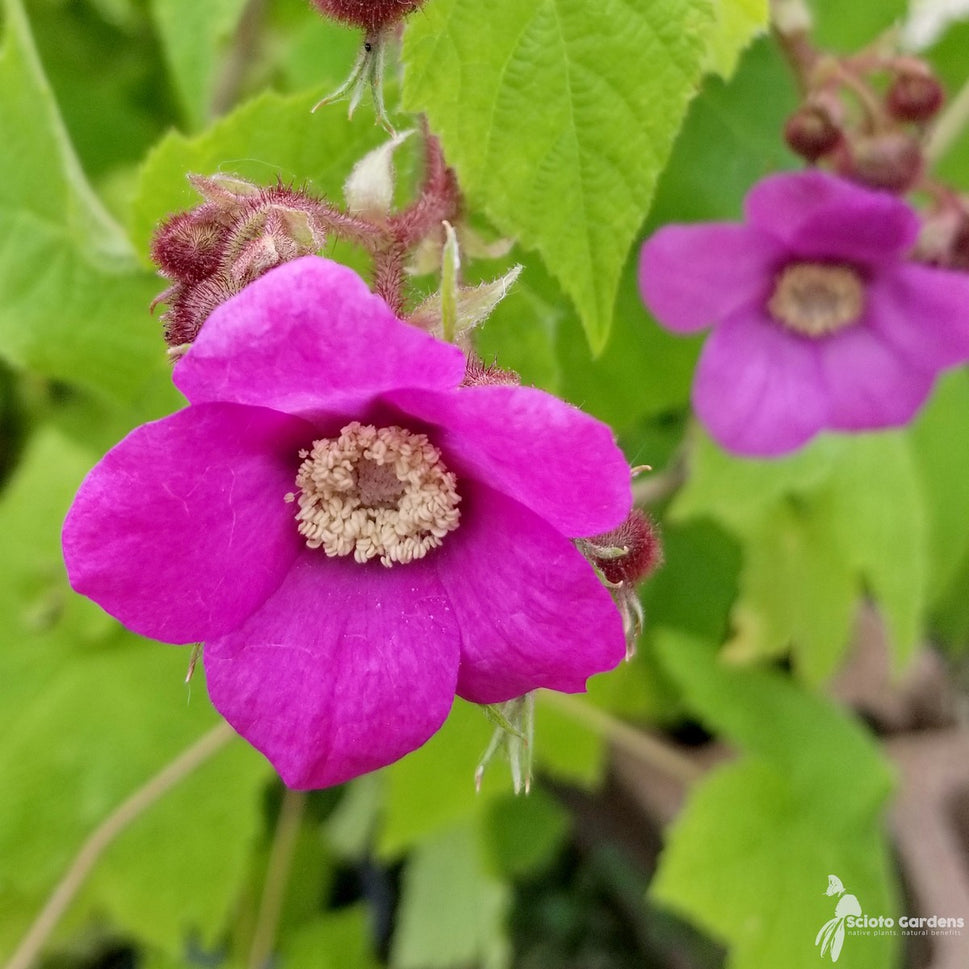 Rubus odoratus (Purple-flowering Raspberry) - 3 gal
