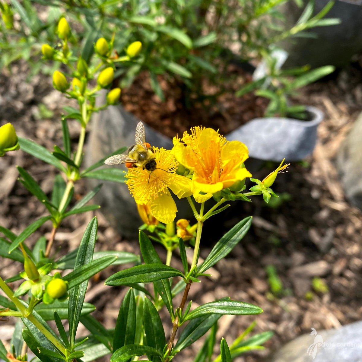 Hypericum kalmianum 'Gemo' (Gemo' Kalm's St. Johns-Wort) - QT