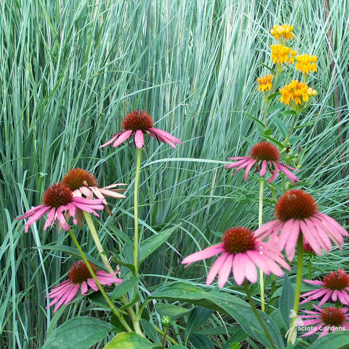 Echinacea purpurea (Purple Coneflower) - 1 gal
