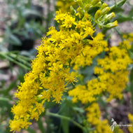 Solidago shortii 'Solar Cascade' ('Solar Cascade' Short's Goldenrod) - 2 gal