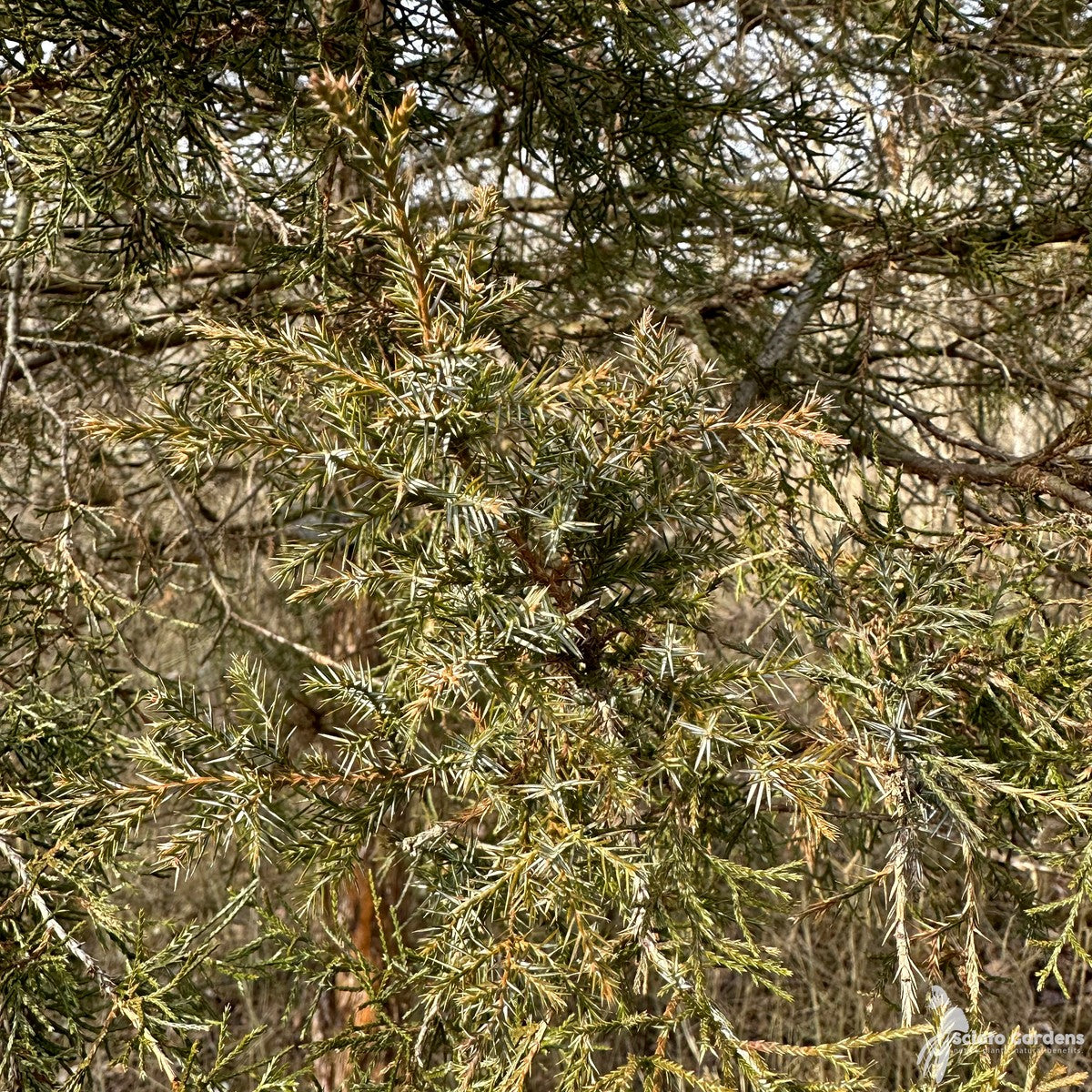 Juniperus virginiana (Eastern Red Cedar) - QT