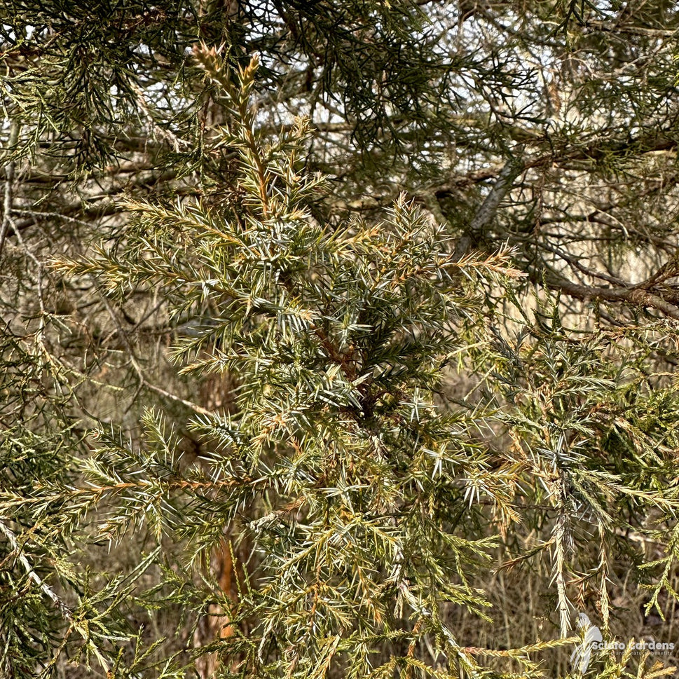 Juniperus virginiana (Eastern Red Cedar) - QT