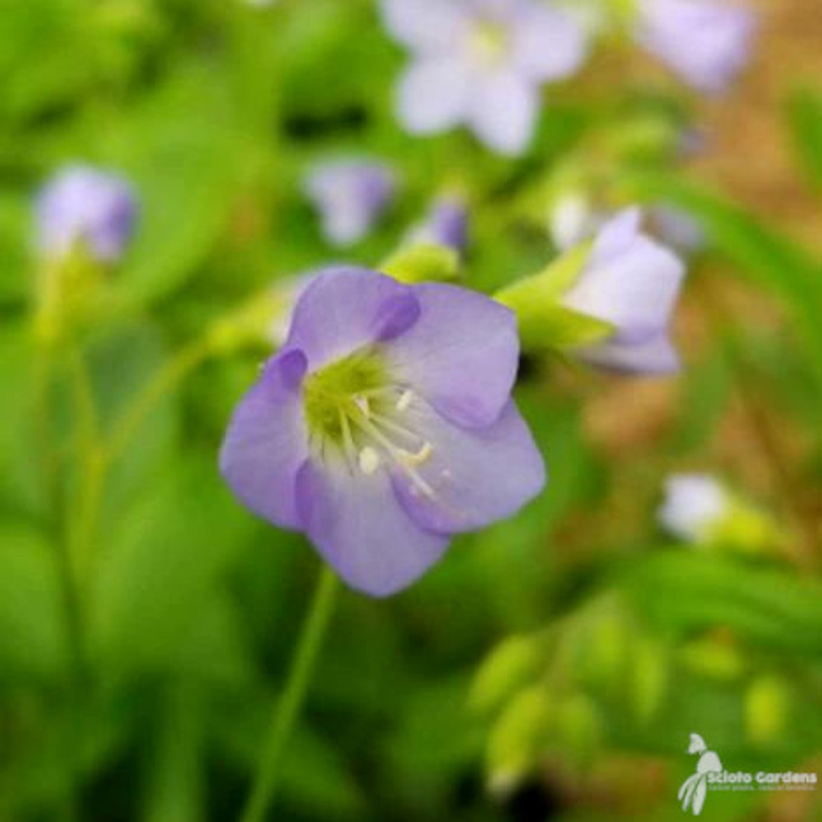 Polemonium reptans (Jacobs Ladder) - 1 gal