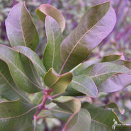 Myrica (Morella) pensylvanica (Northern Bayberry) - QT