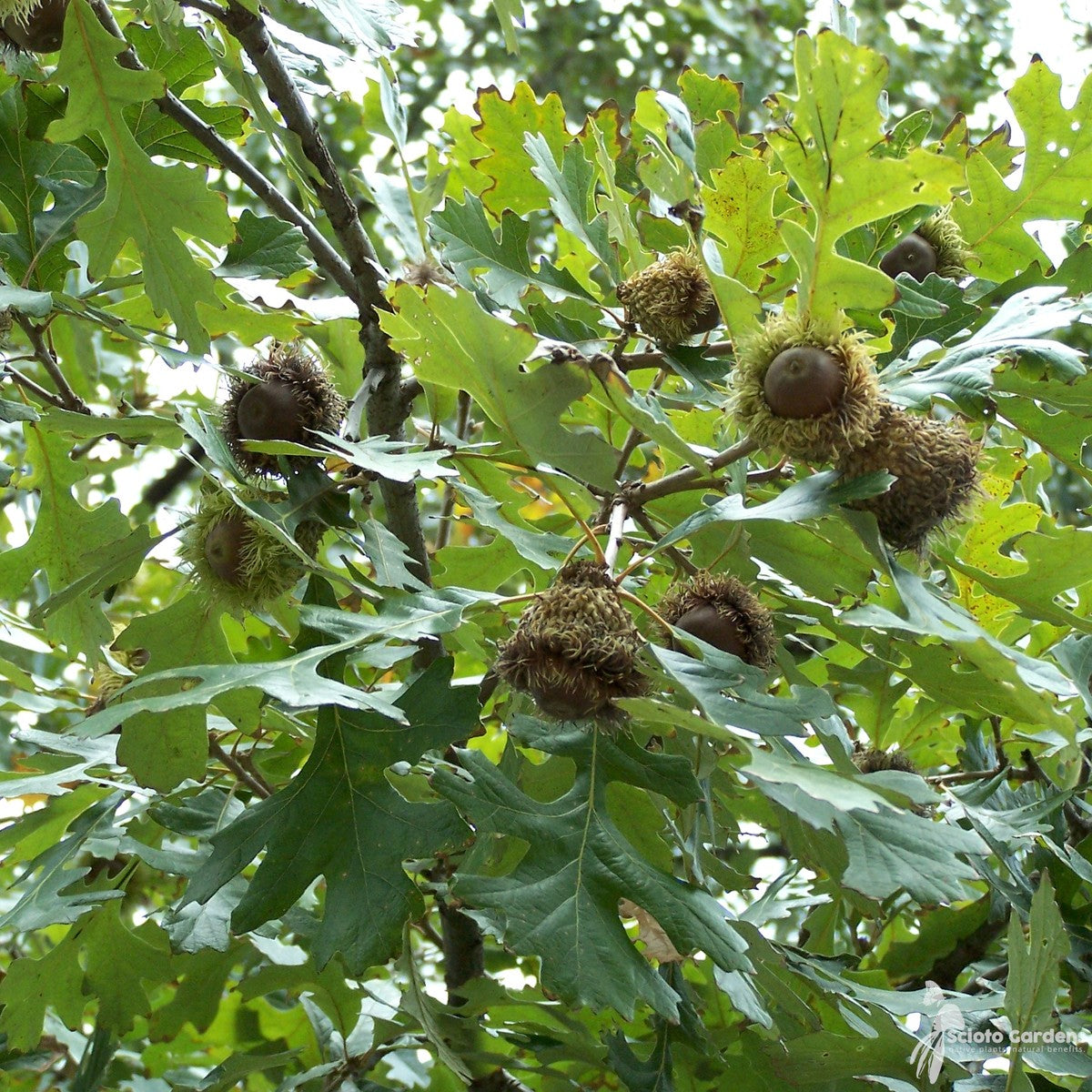 Quercus macrocarpa (Bur Oak) - 5 gal