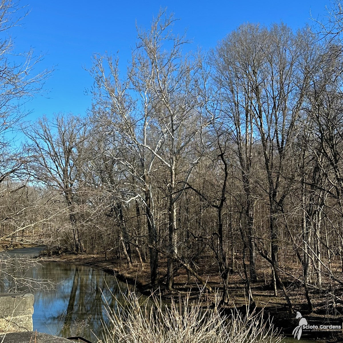 Platanus occidentalis (Sycamore) - 5 gal
