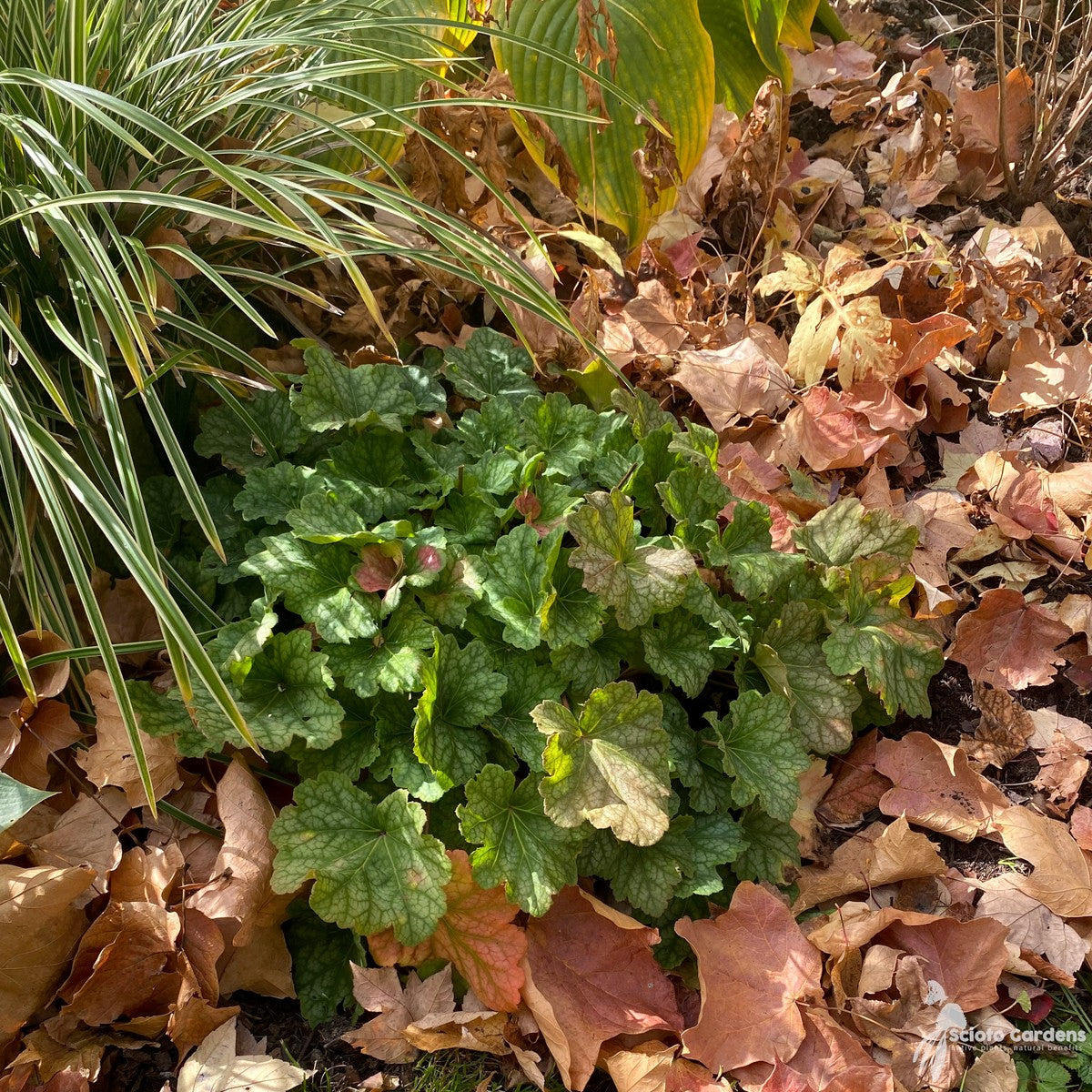 Heuchera americana 'Dale's Strain' (Dale's Strain' American Alumroot) - 1 gal