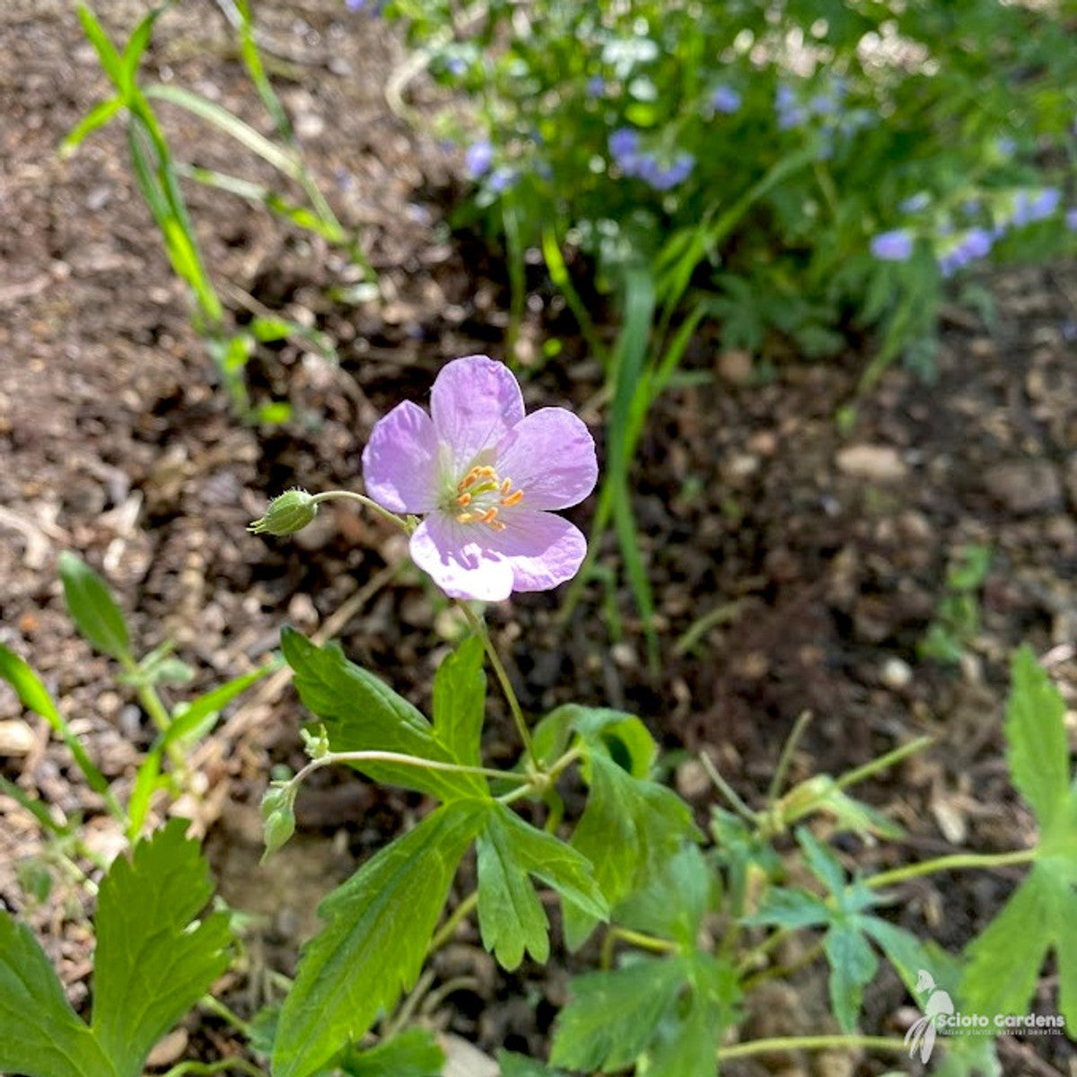 Geranium maculatum (Wild Cranesbill) - 1 gal