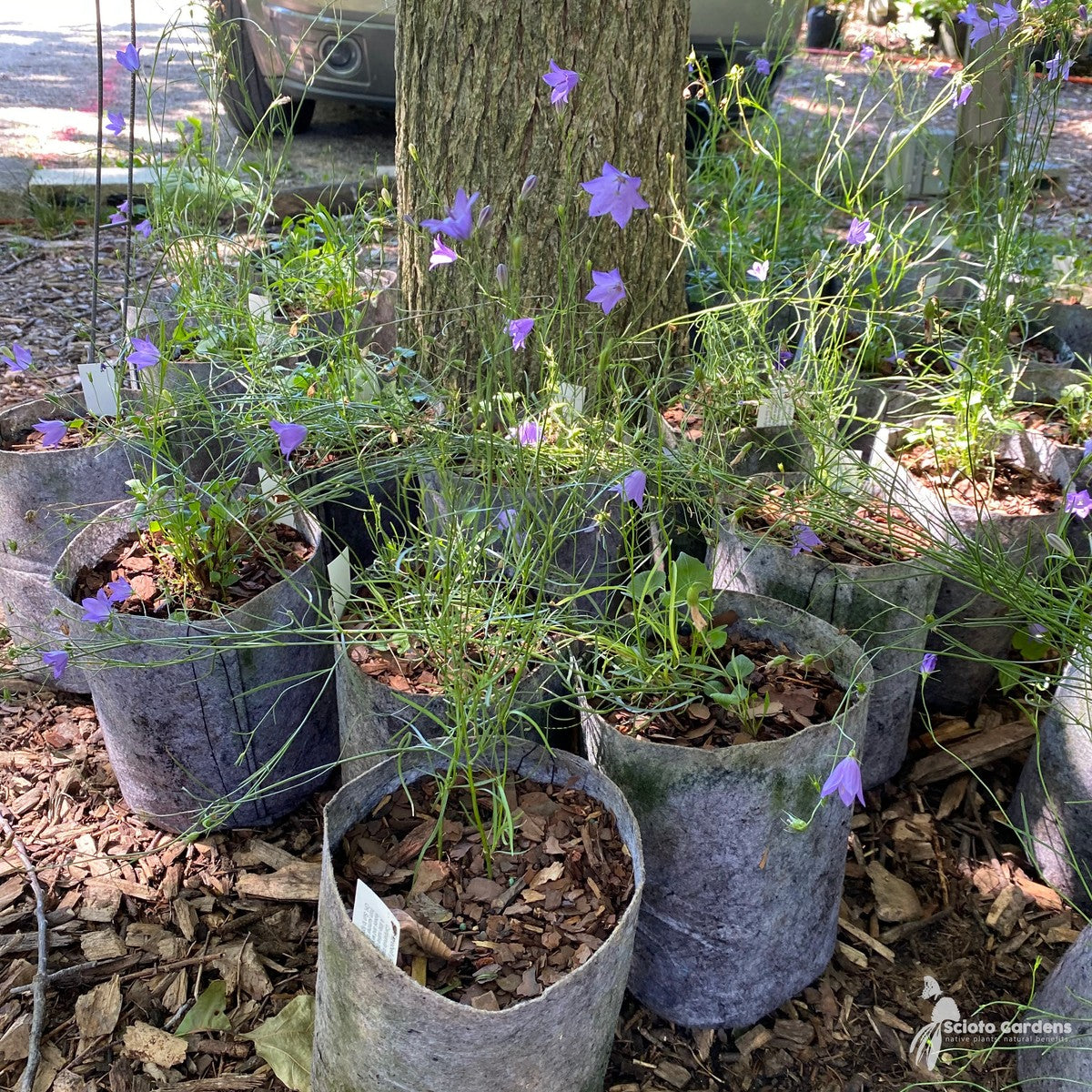 Campanula rotundifolia (Harebell) - 1 gal