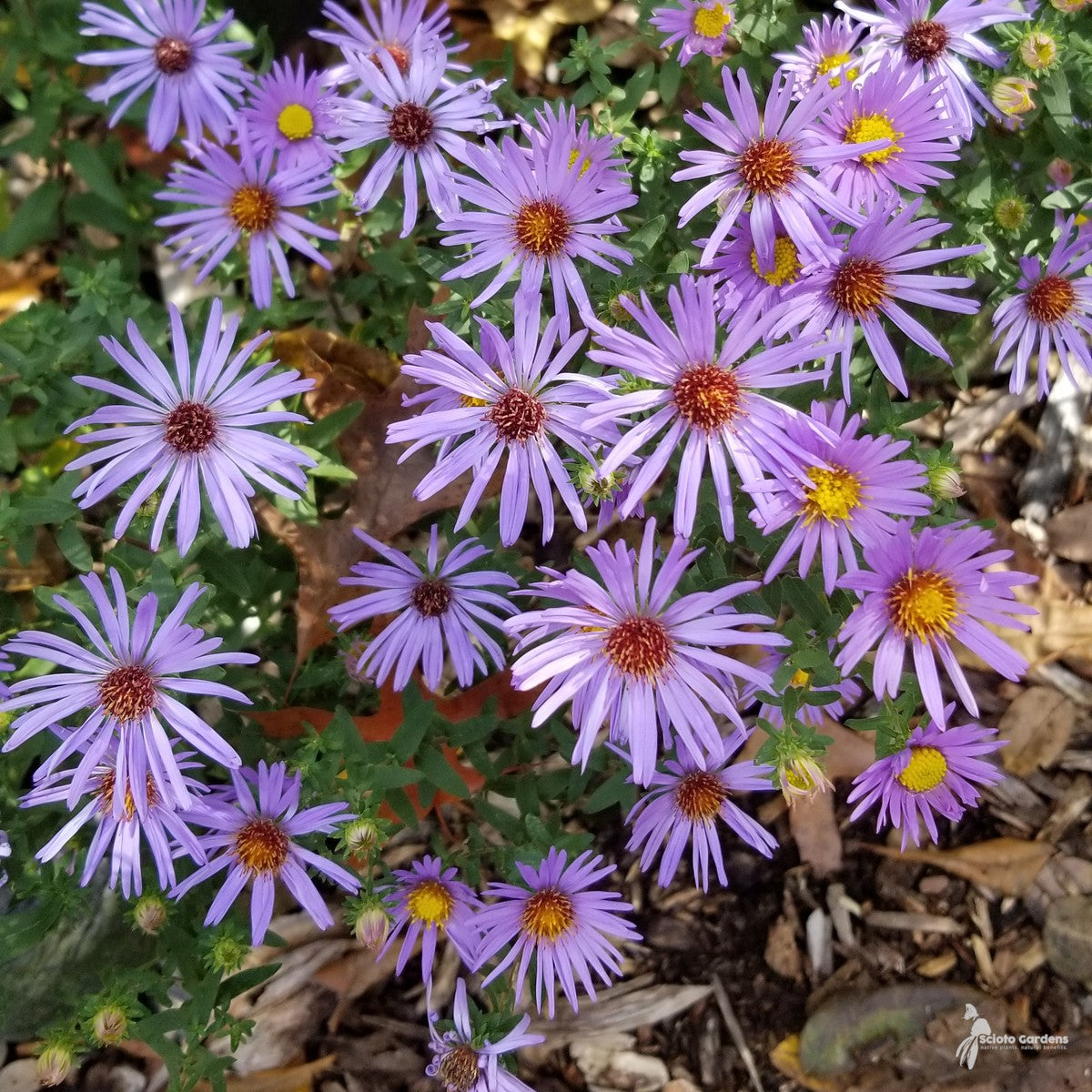 Aster [Symphyotrichum] obl. 'Raydon's Favorite' (Raydon's Favorite' Aromatic Aster) - 2 gal